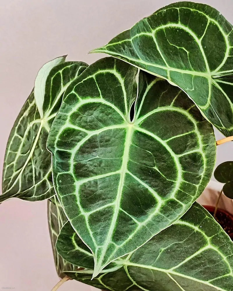 Anthurium clarinervum XL