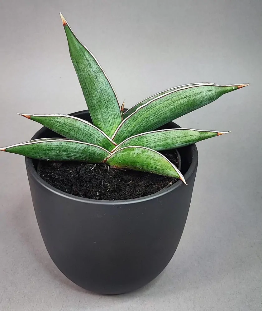 Sansevieria Almond Silver