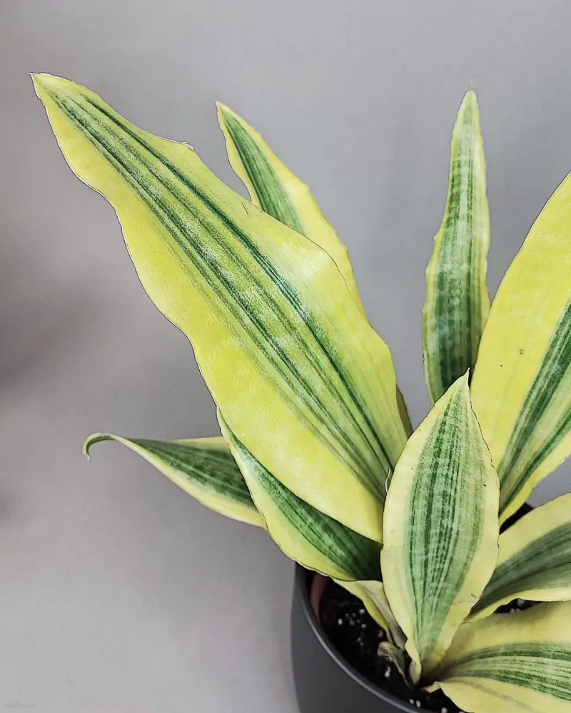 Sansevieria aubrytiana Yellowstone