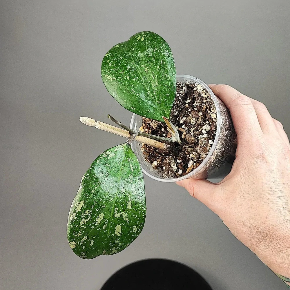 Hoya cv Michele