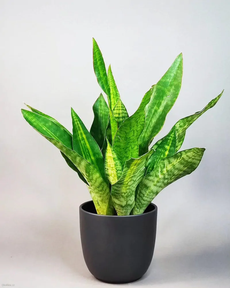 Sansevieria aubrytiana Nite Lite