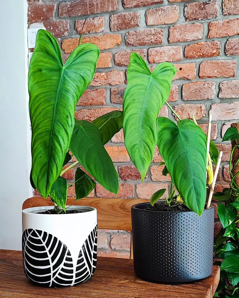 Philodendron sharoniae