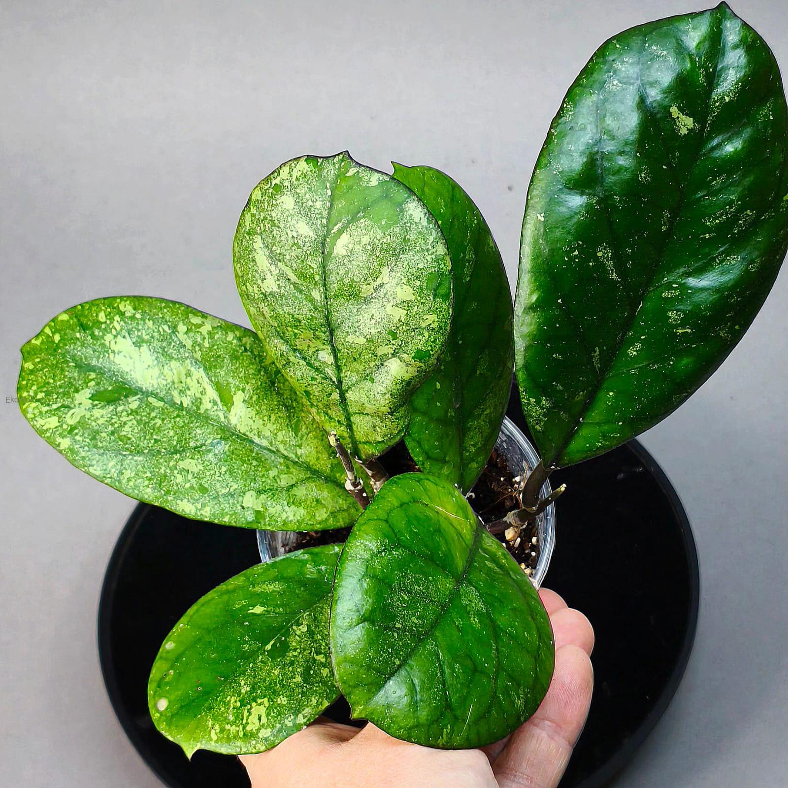 Hoya patcharawalai seelding silver splash