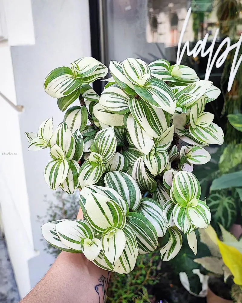 Tradescantie Brightness