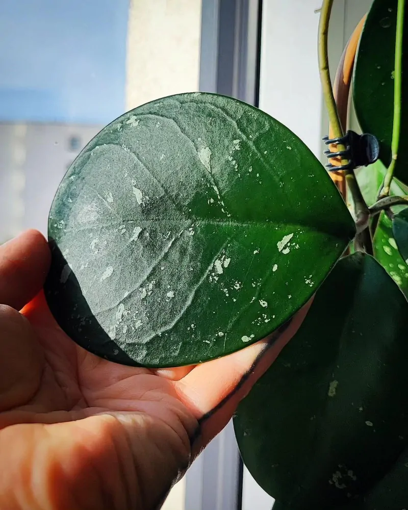 Hoya David's Green Cup řízek k zakořenění