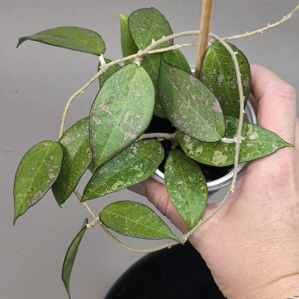 Hoya parasitica Black Margin splash