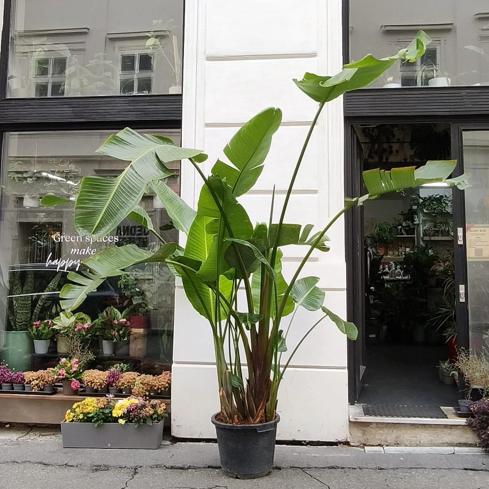 Strelitzia Nicolai 210cm