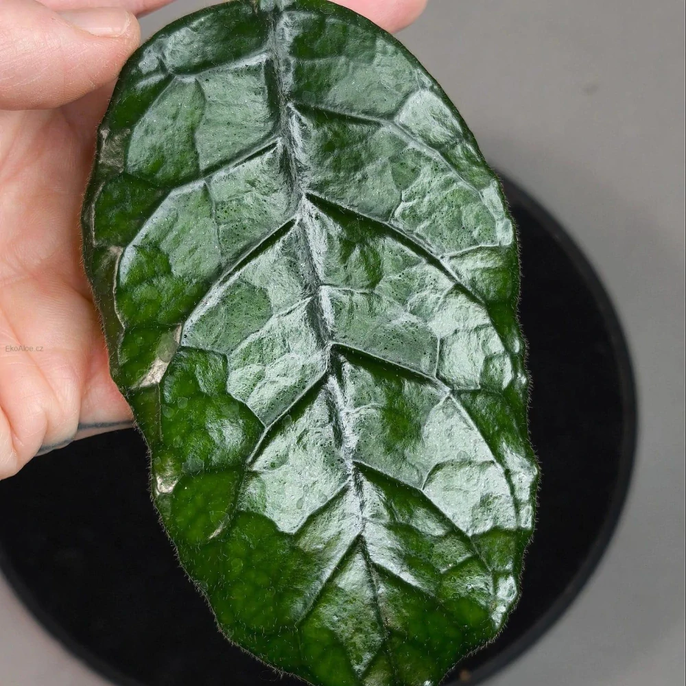 Hoya villosa Cao Bang Vietnam řízek k zakořenění.
