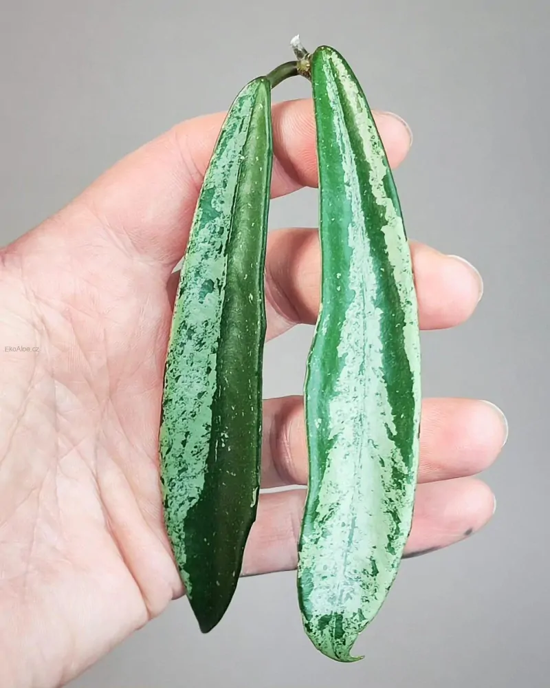 Hoya cv. Minibelle silver splash Řízek k zakořenění