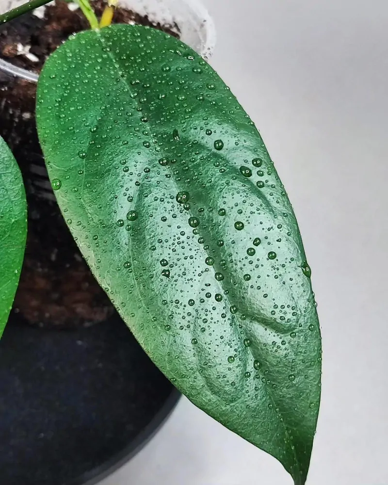 Hoya chewiorum