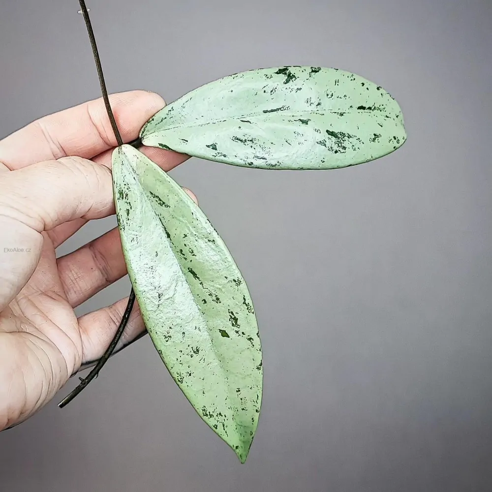 Hoya pubicalyx Silver Pink Ghost Řízek