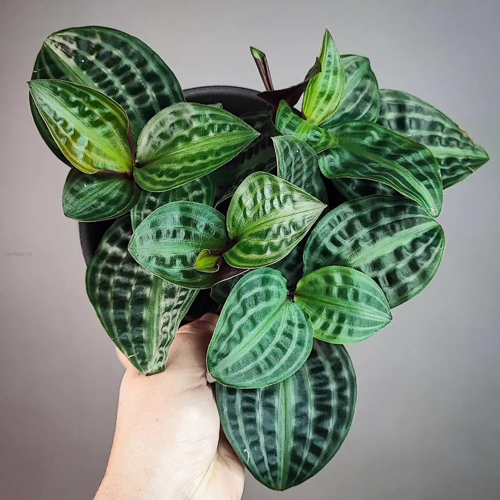 Geogenanthus poeppigii