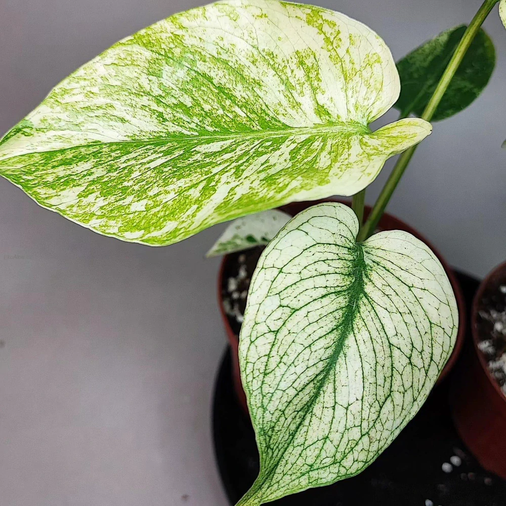 Monstera Deliciosa Mint