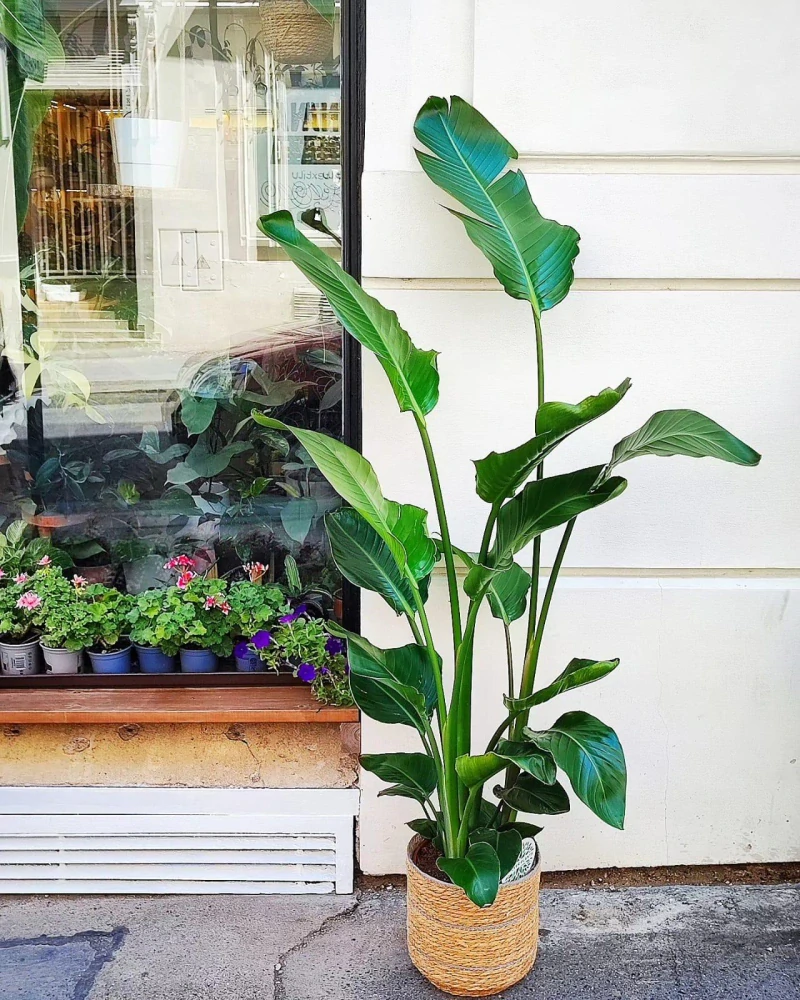 Strelitzia Nicolai 150-160cm