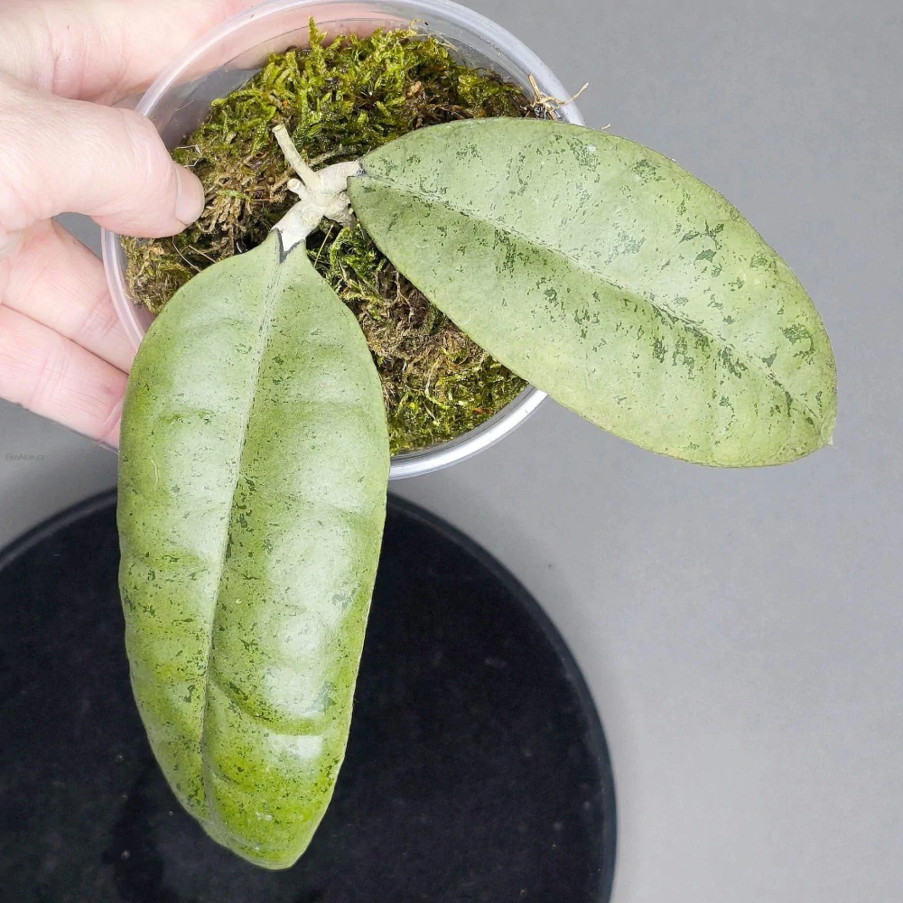 Hoya Forbesii Silver Sp. Borneo