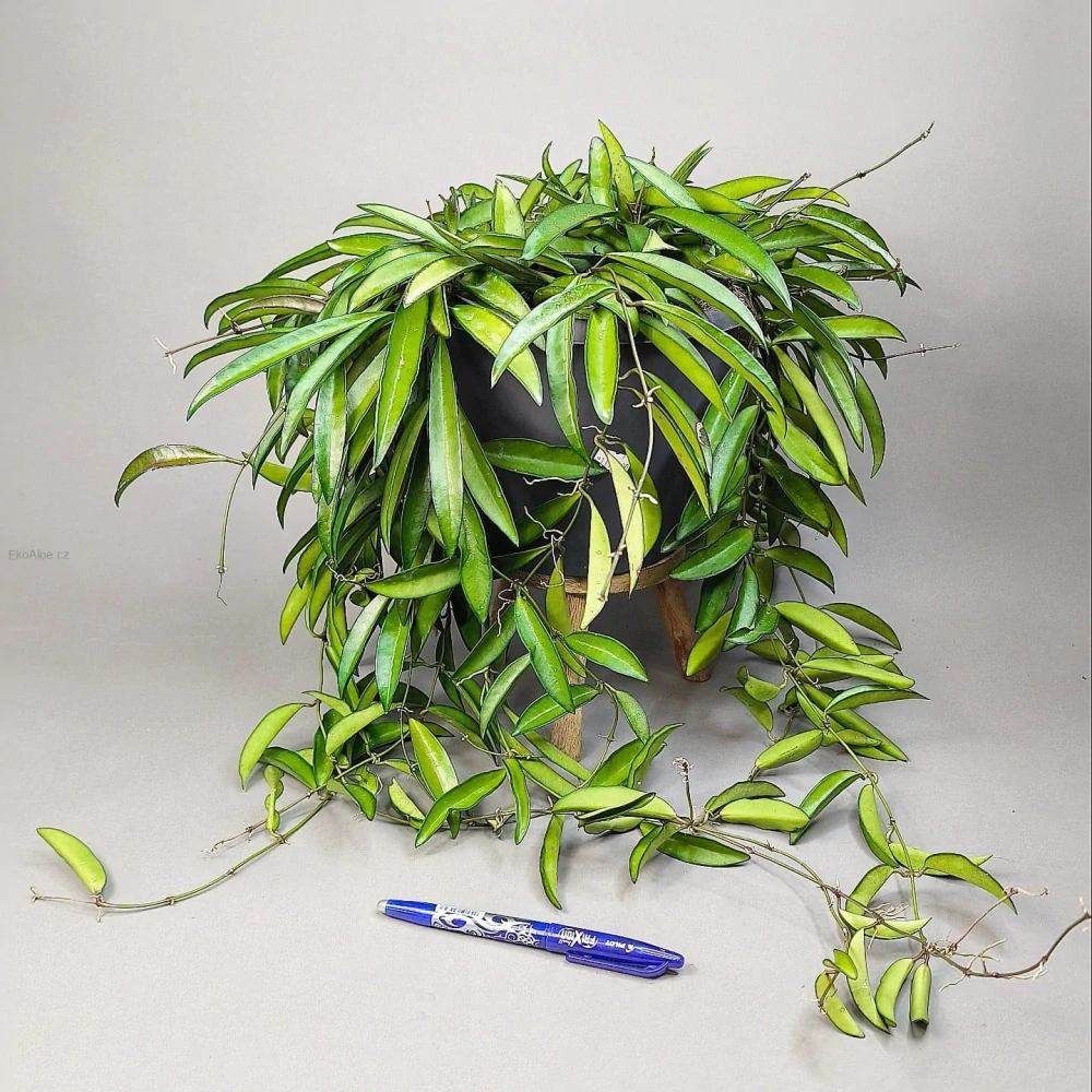 Hoya longifolia wayetii XXL