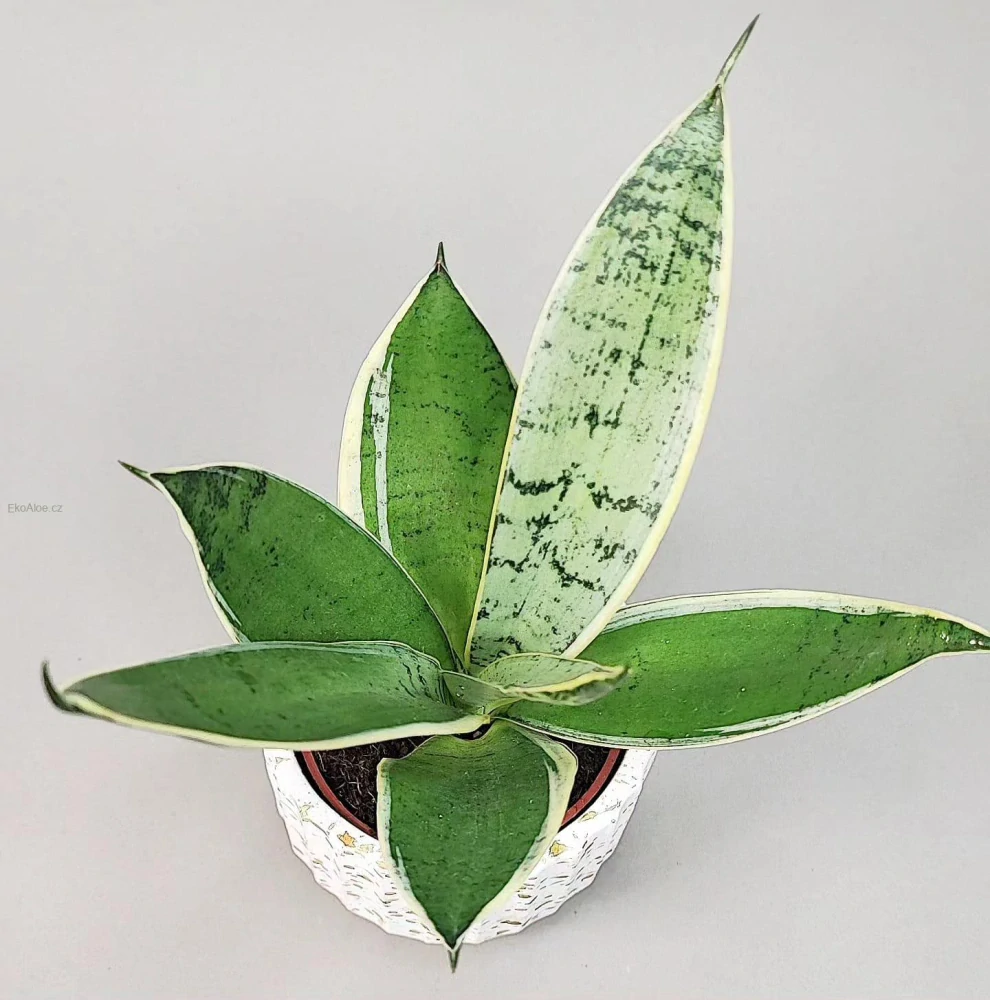 Sansevieria Silver star