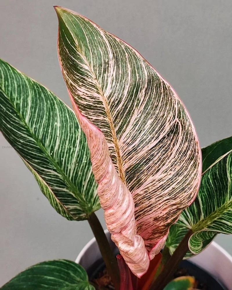 Philodendron Pink Bikini