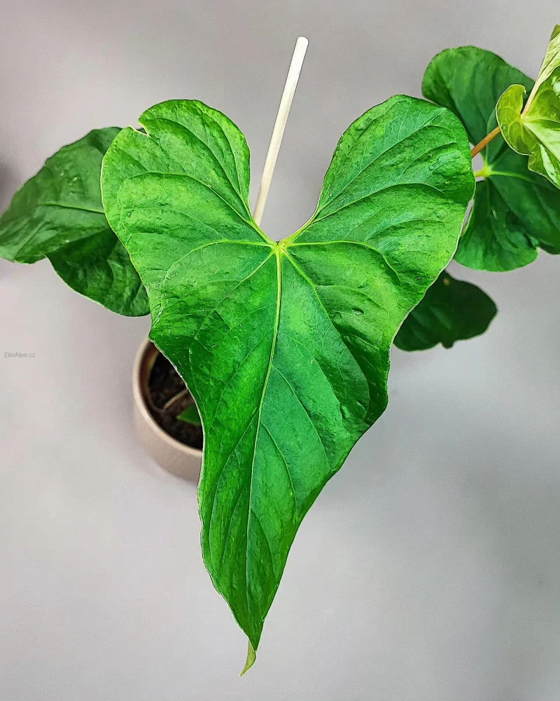 Anthurium balaoanum