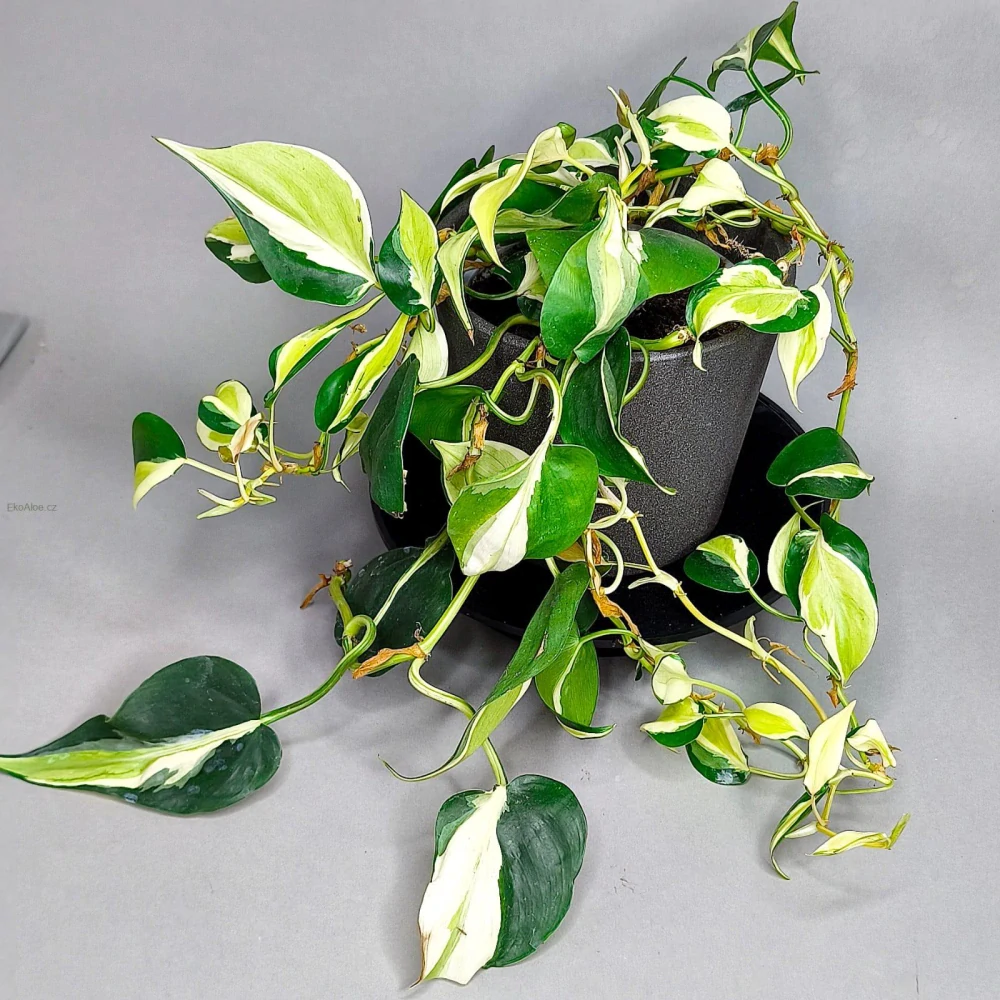 Philodendron Hederaceum Rio