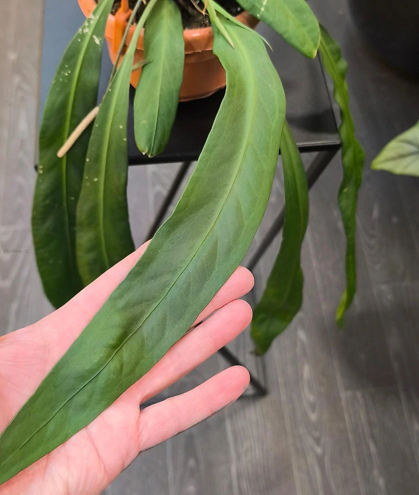 Anthurium vittariifolium