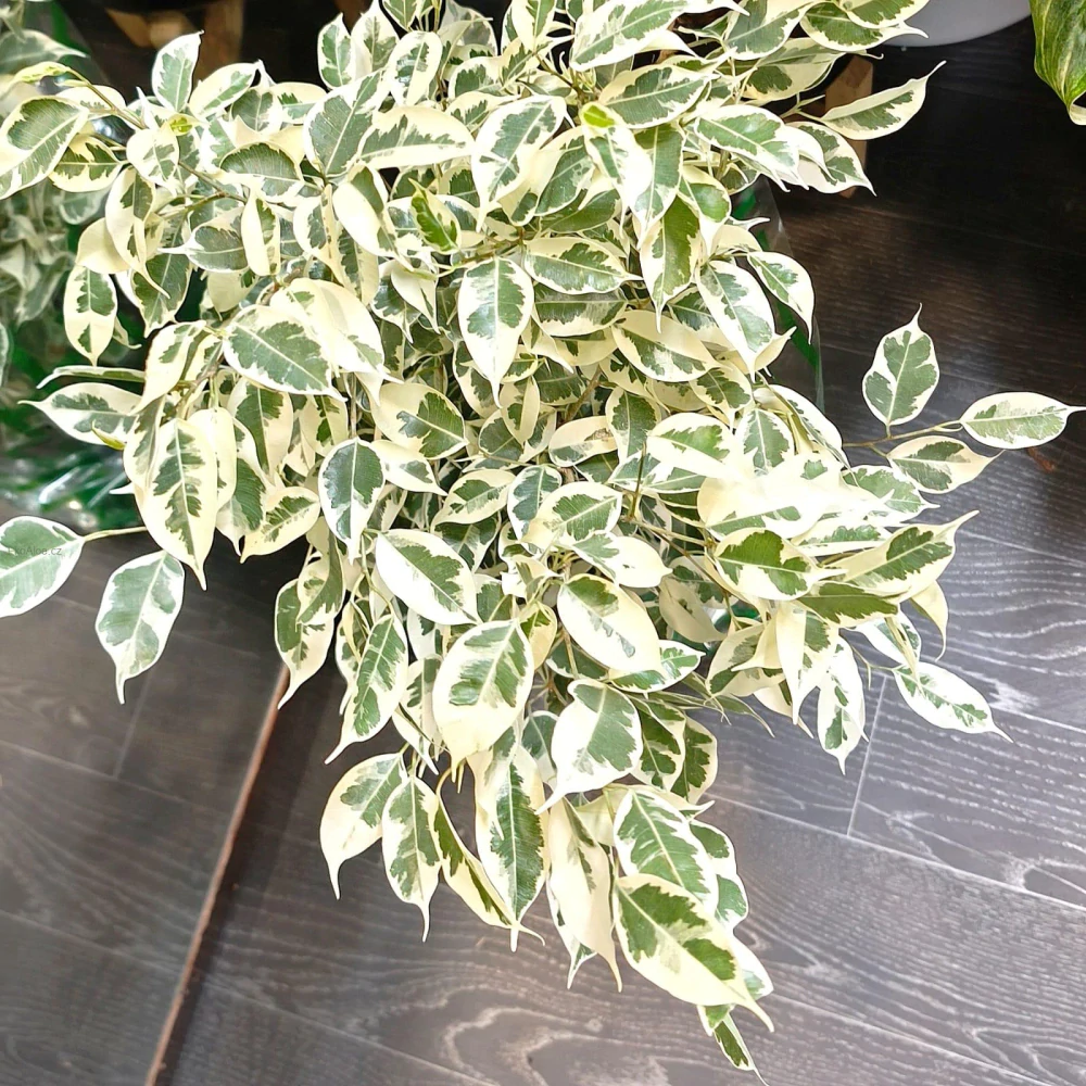 Ficus benjamina Twilight