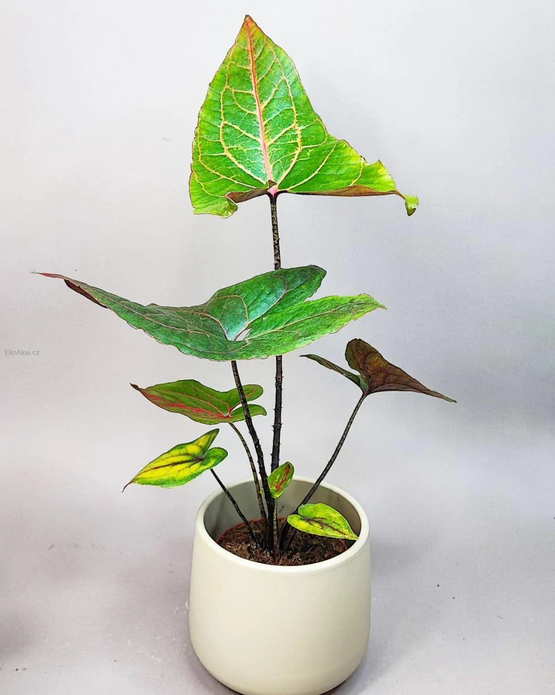 Cytrosperma Johnstonii