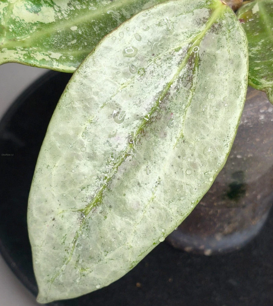 Hoya latifolia silver sp. indonezian