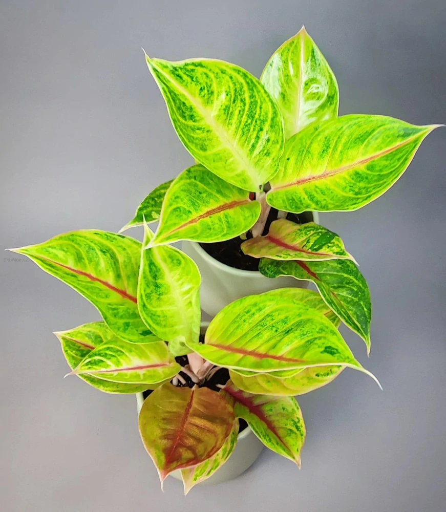 Aglaonema Iguana red