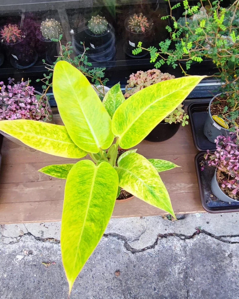 Philodendron Calkins Gold