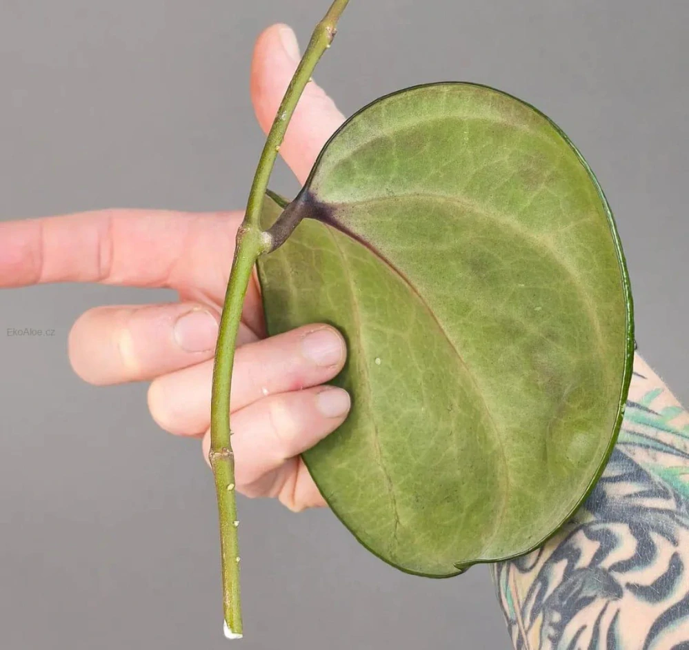 Hoya Sarawak Pink Řízek k zakořenění