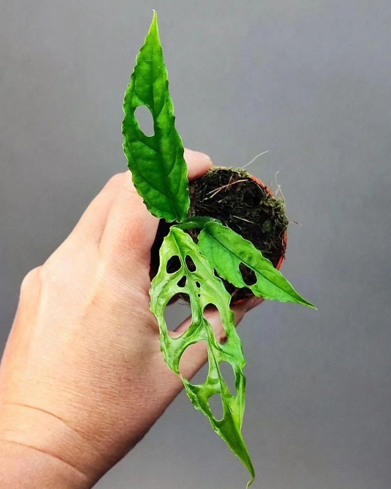 Monstera Obliqua Peru Mini Rostlinka