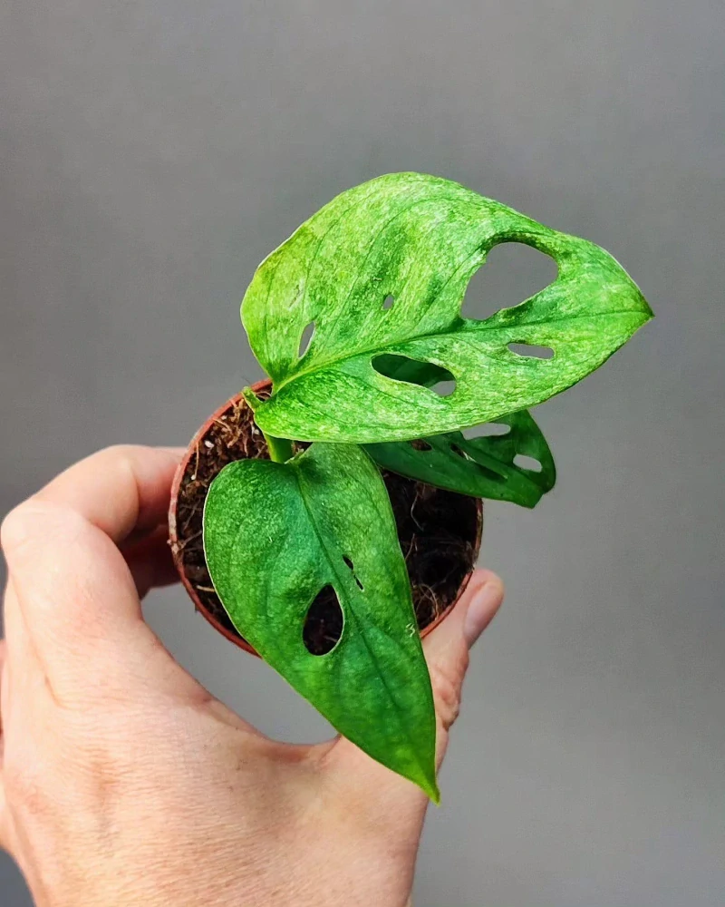 Monstera Adansonii Mint Mini rostlinka