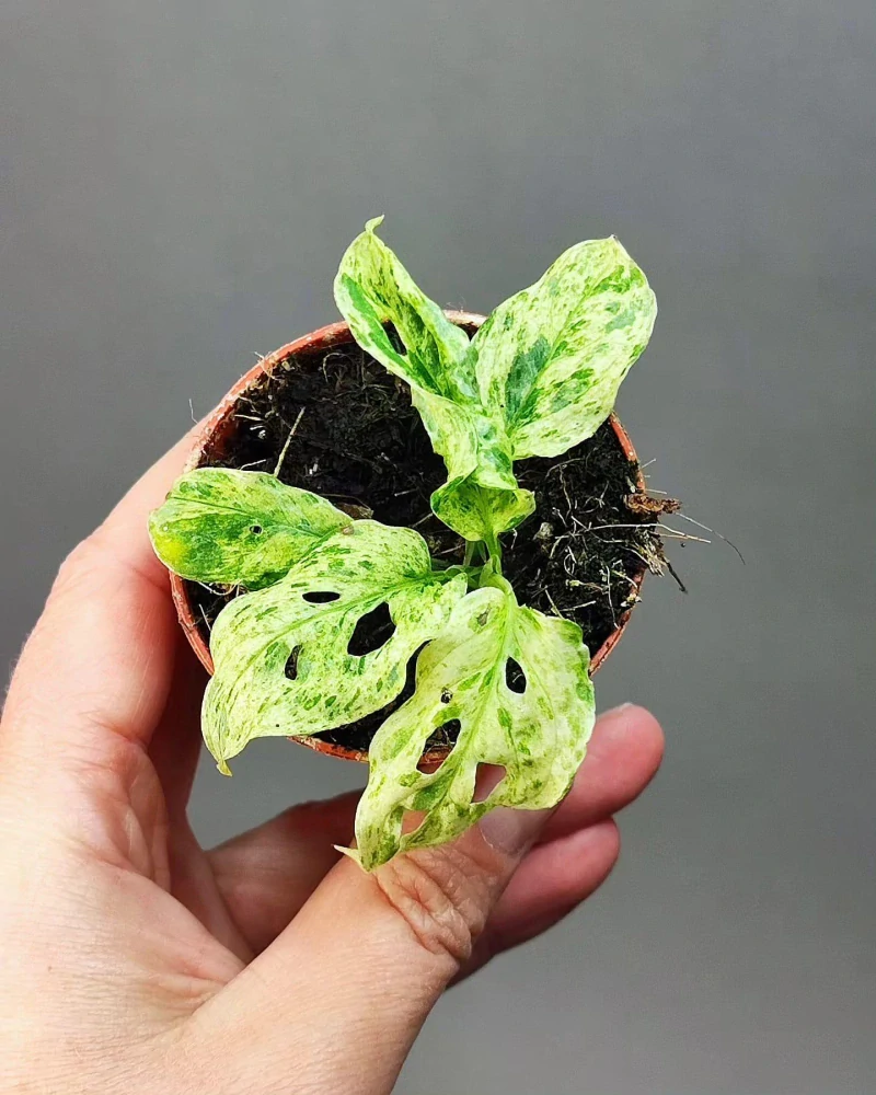 Monstera Frozen Freckles Mini rostlinka