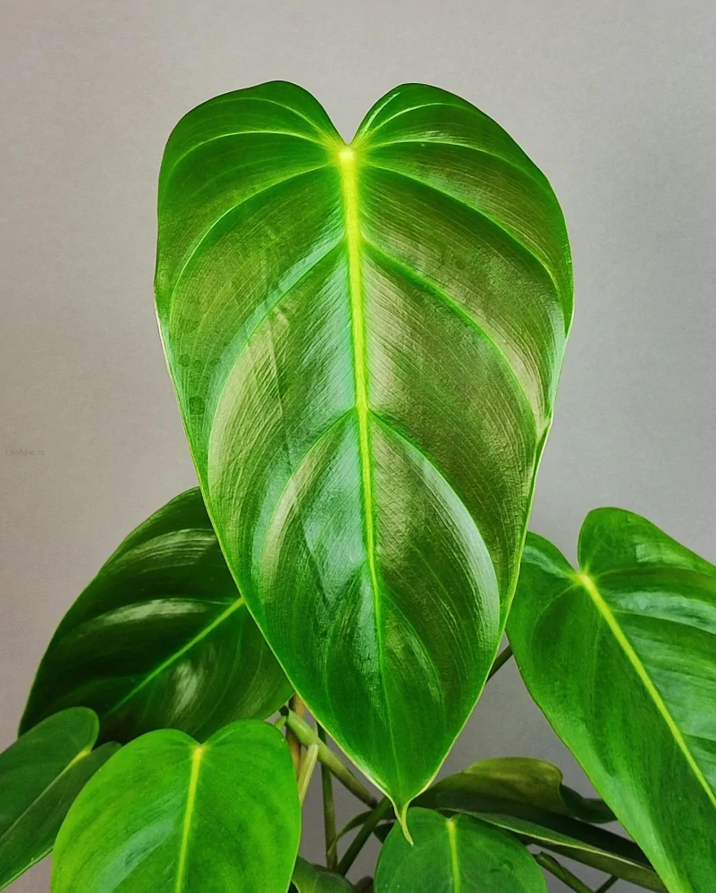 Philodendron esmeraldense