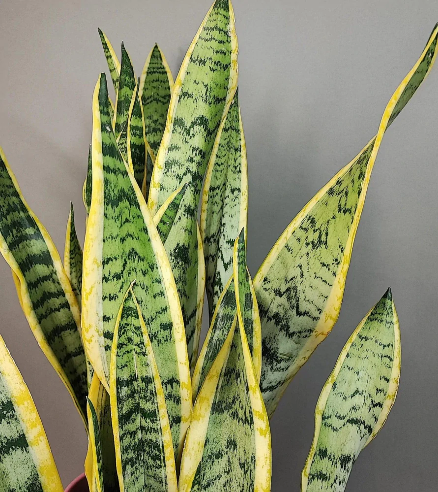 Sansevieria trifasciata Laurentii