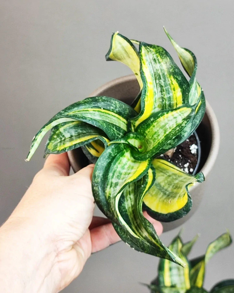 Sansevieria Hahnii Twirl Star