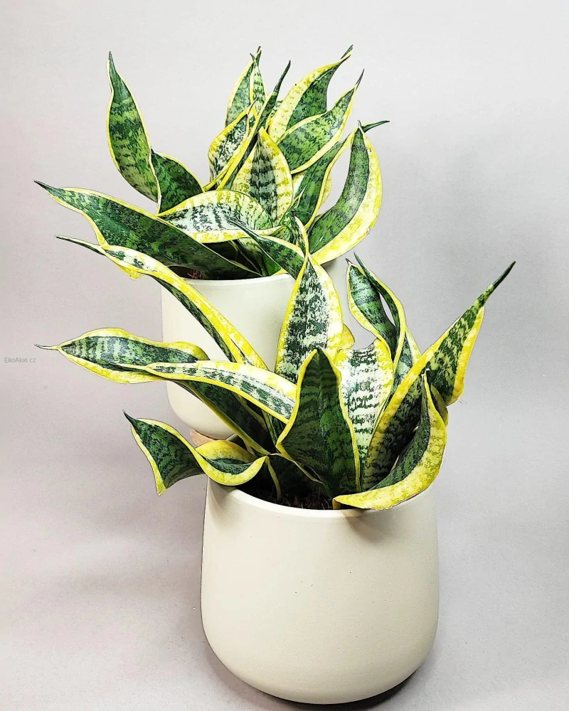 Sansevieria trifasciata Dragon Tongue