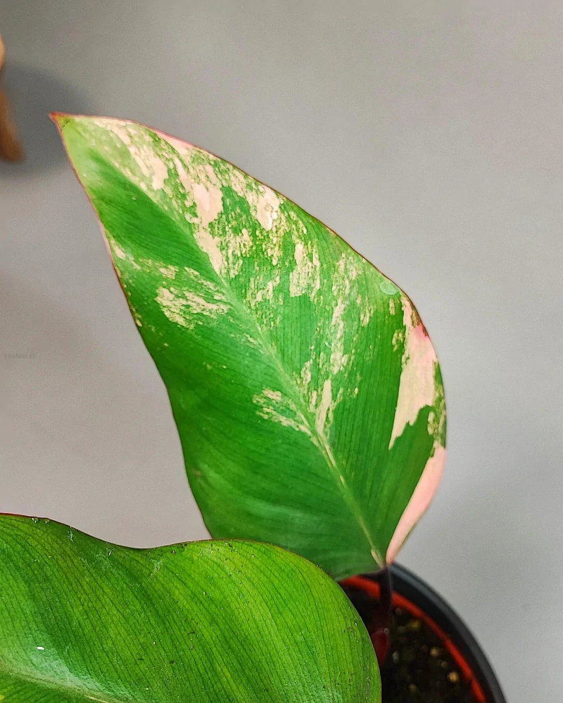 Philodendron Strawberry Shake