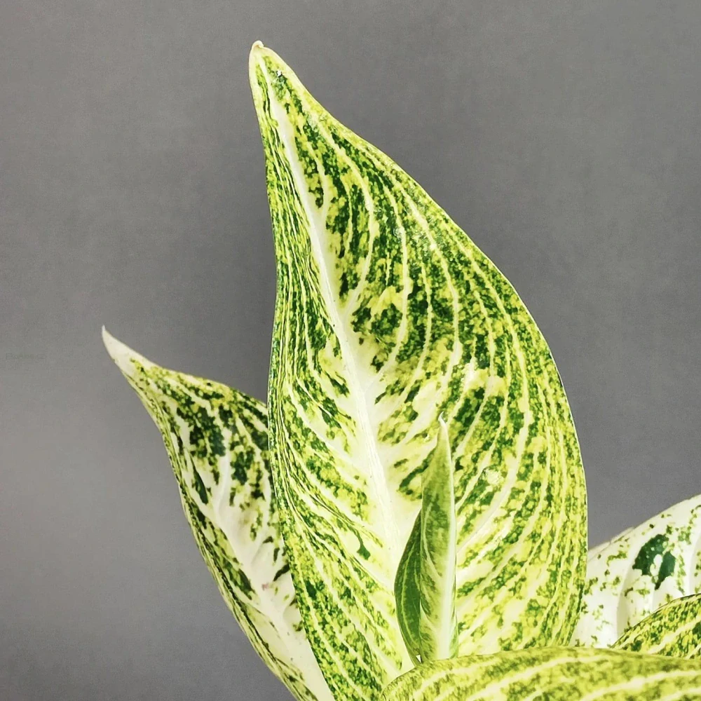 Aglonema white Tiara