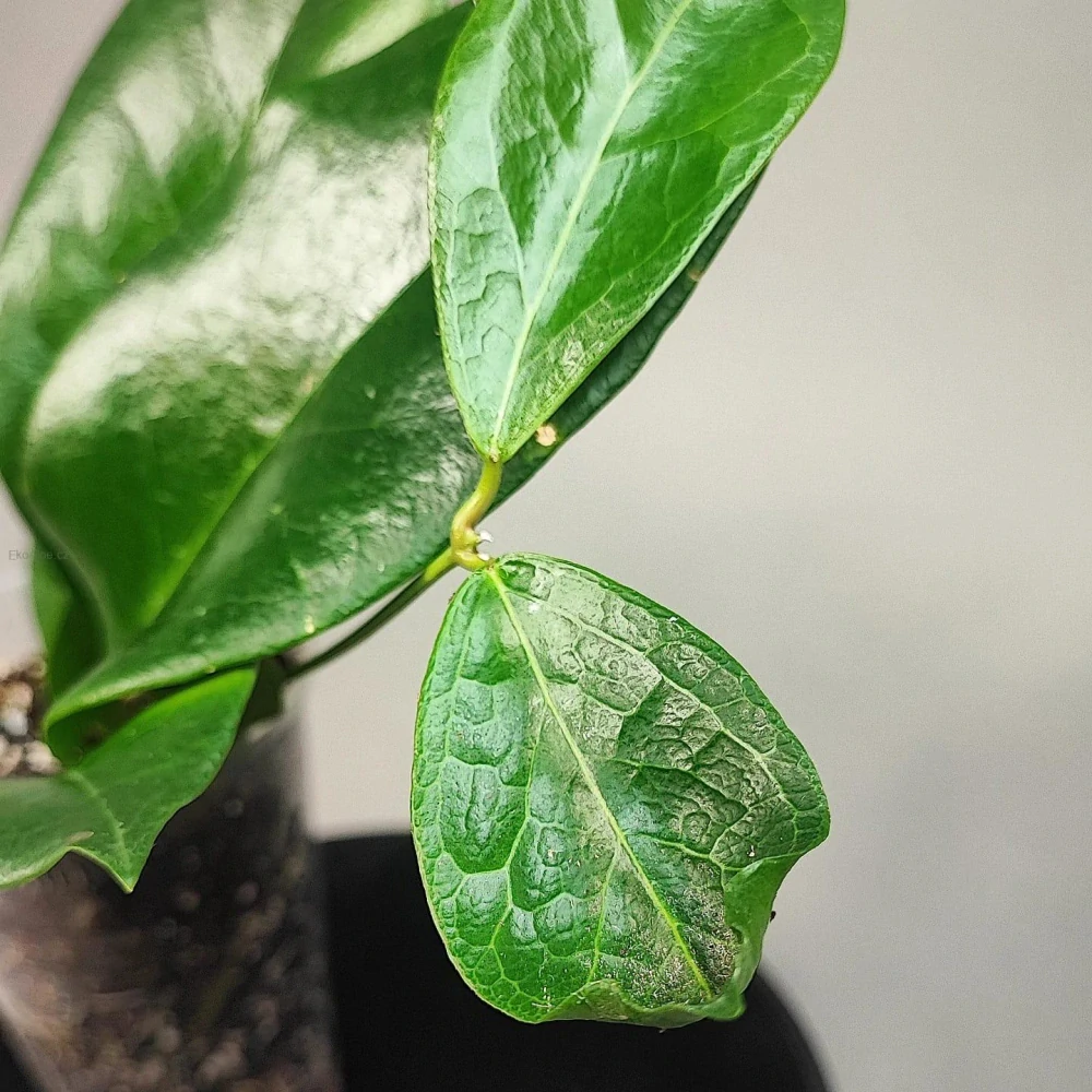 Hoya campanulata IML 1638
