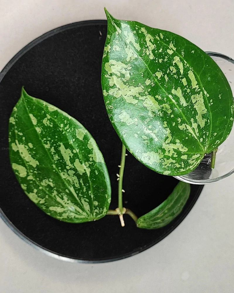Hoya Macrophylla Snow Queen řízek k zakořenění
