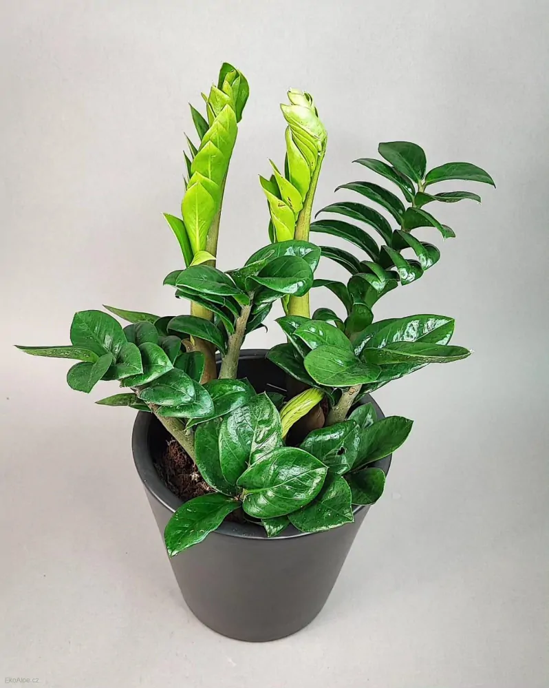 Zamioculcas Zenzi
