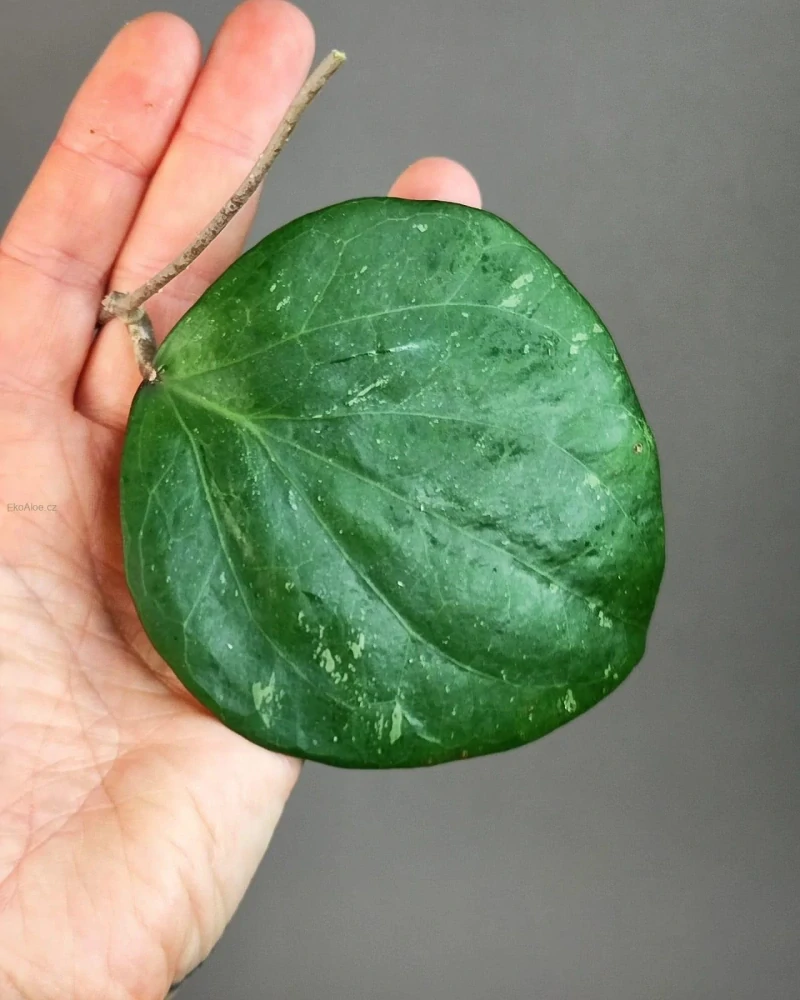 Hoya Balaensis řízek k zakořenění