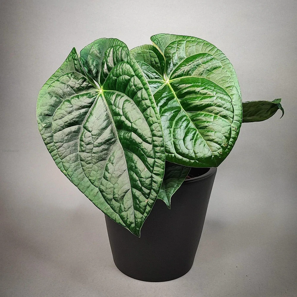 Anthurium Magnificum x Luxurians