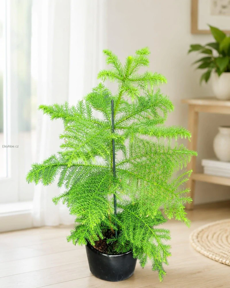 Araucaria heterophylla