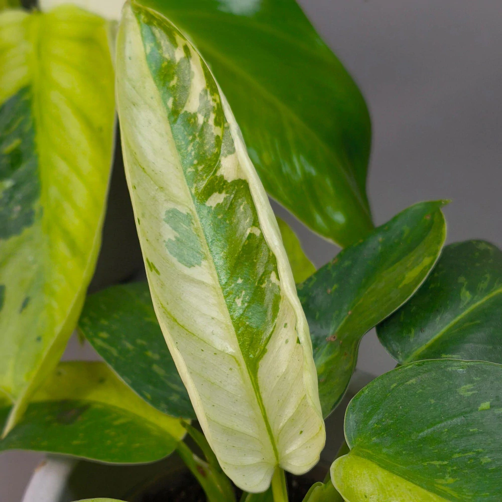 Philodendron Jose Buono