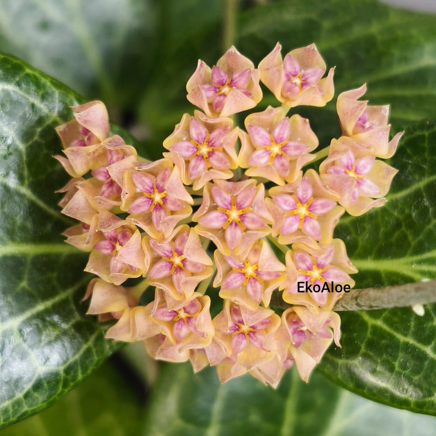 Hoya fitchii