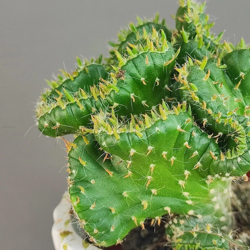 Euphorbia enopla f. cristata