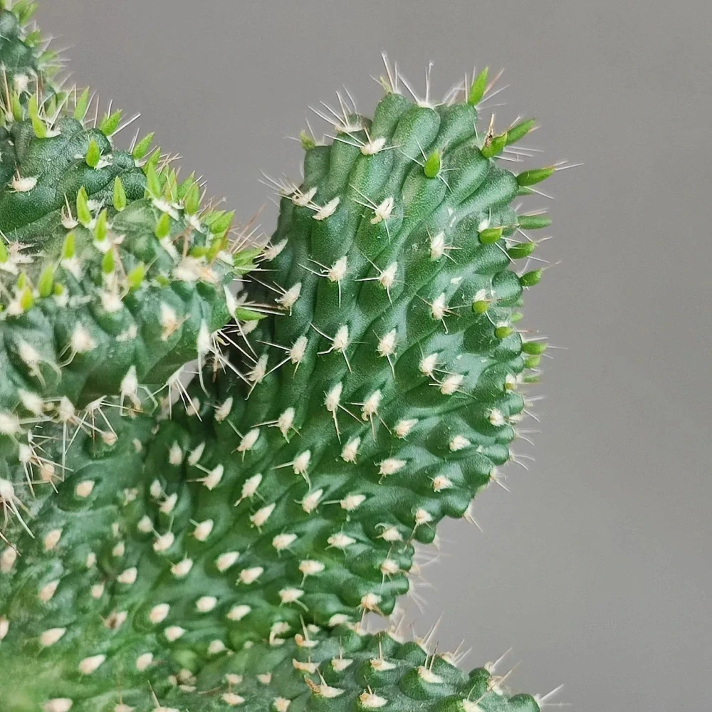 Cylindropuntia viridiflora f. cristata